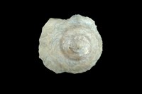 藏品(陽傘螺)的圖片